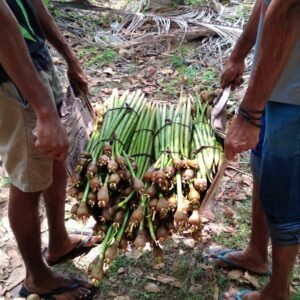 Reviving Our Coasts: Mangrove Planting Initiative by iCommunity Lanka