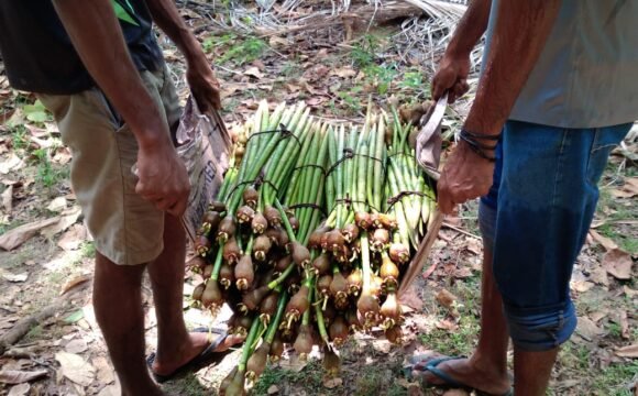 Reviving Our Coasts: Mangrove Planting Initiative by iCommunity Lanka