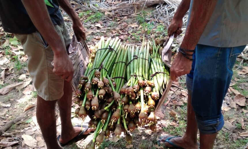 Reviving Our Coasts: Mangrove Planting Initiative by iCommunity Lanka